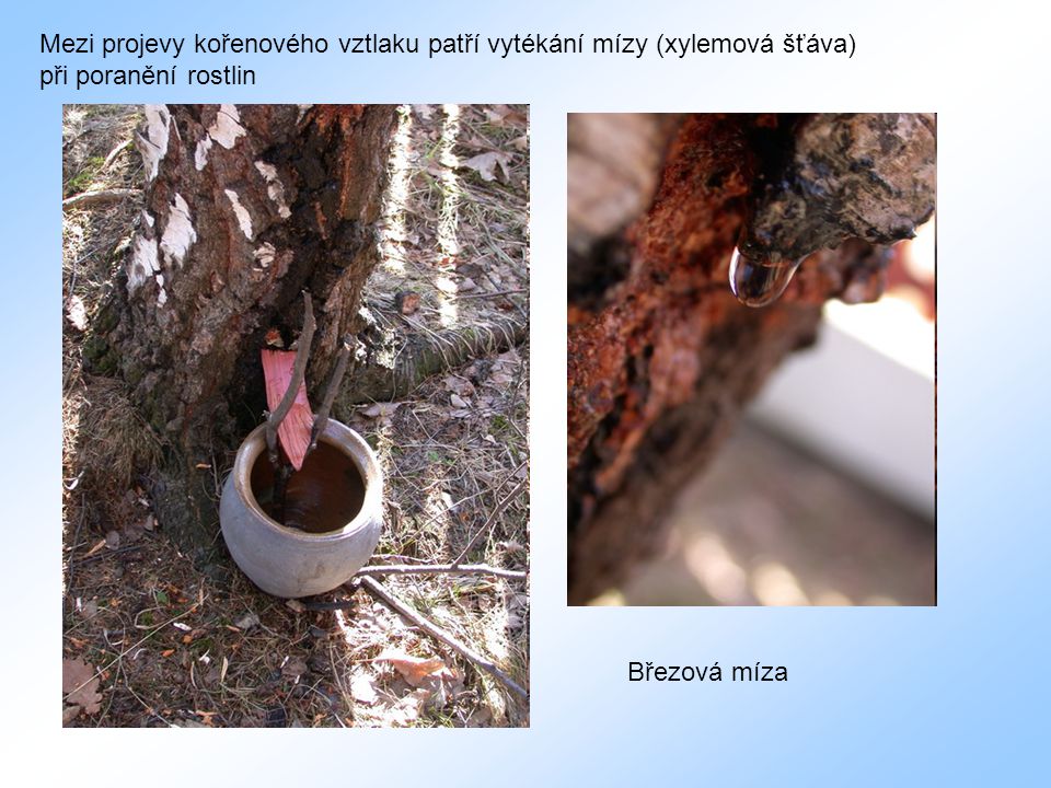 Mezi projevy kořenového vztlaku patří vytékání mízy (xylemová šťáva) při poranění rostlin