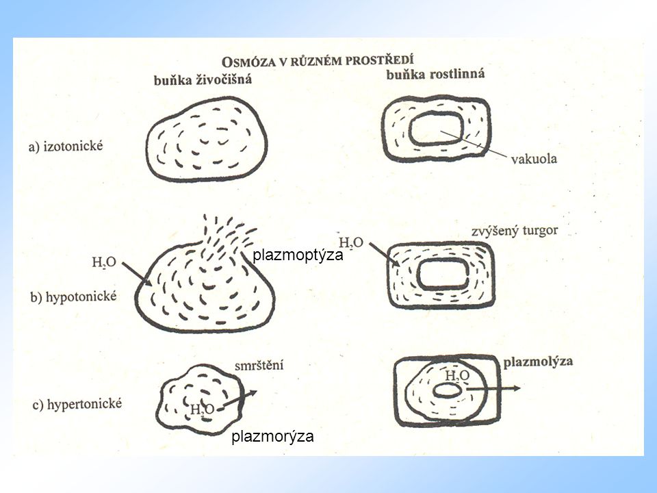 plazmoptýza plazmorýza