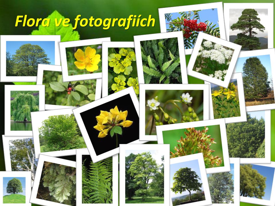 Flora ve fotografiích