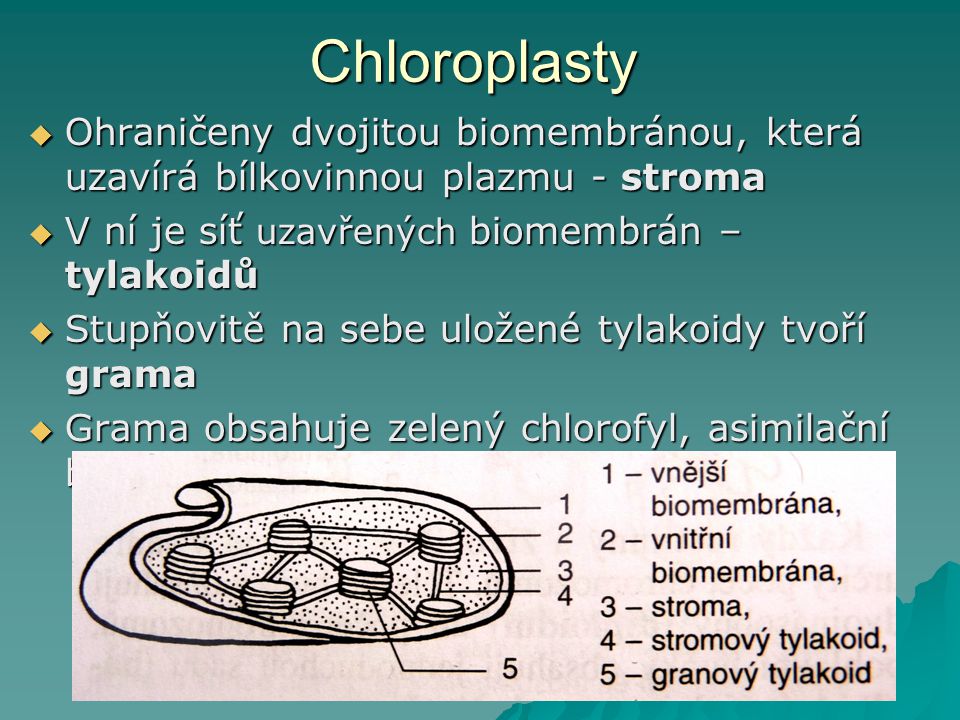 Chloroplasty Ohraničeny dvojitou biomembránou, která uzavírá bílkovinnou plazmu - stroma. V ní je síť uzavřených biomembrán – tylakoidů.