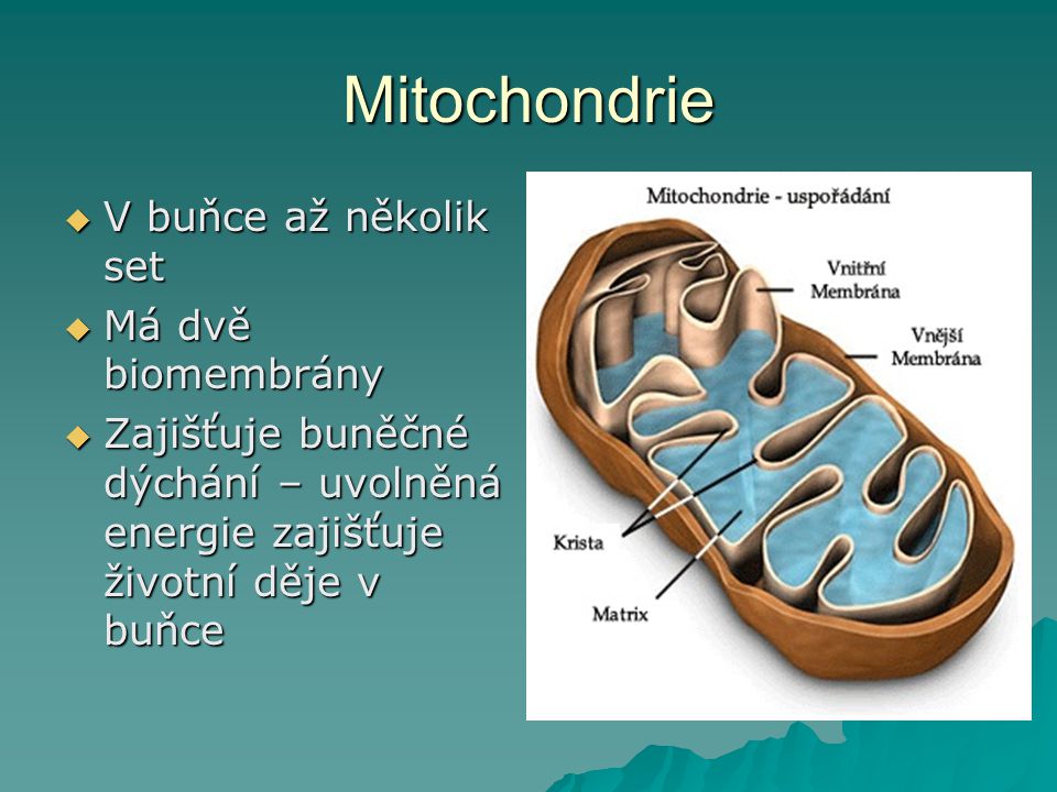 Mitochondrie V buňce až několik set Má dvě biomembrány