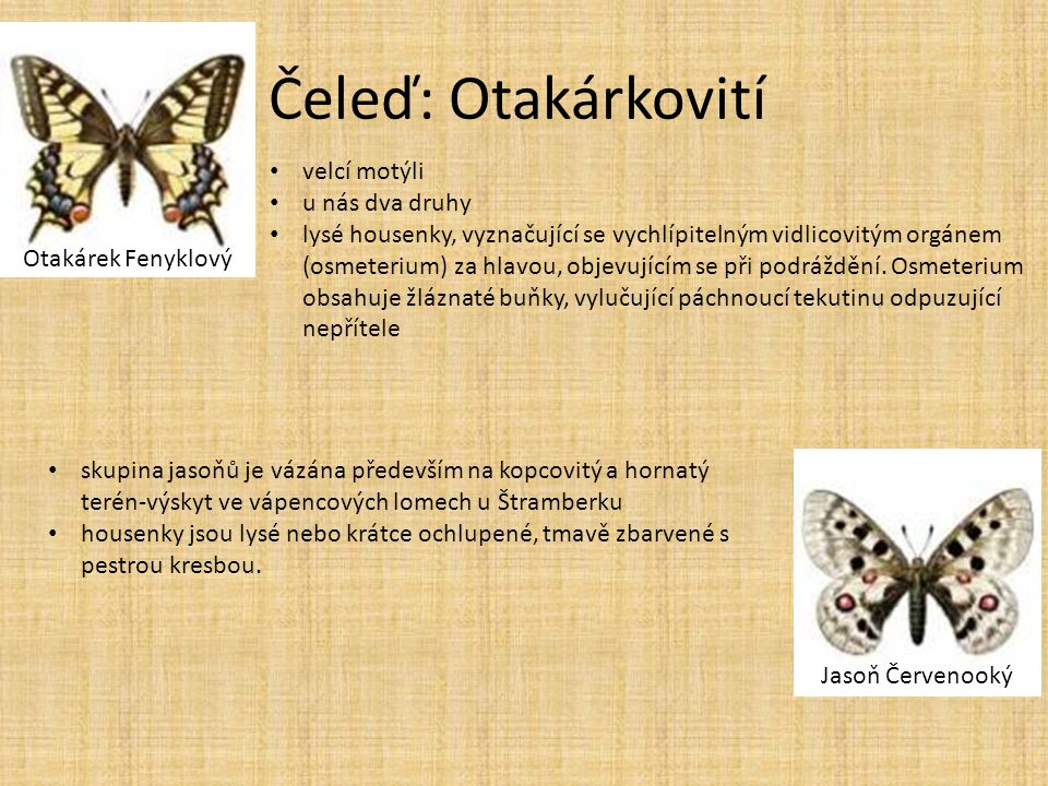 Čeleď: Otakárkovití velcí motýli u nás dva druhy