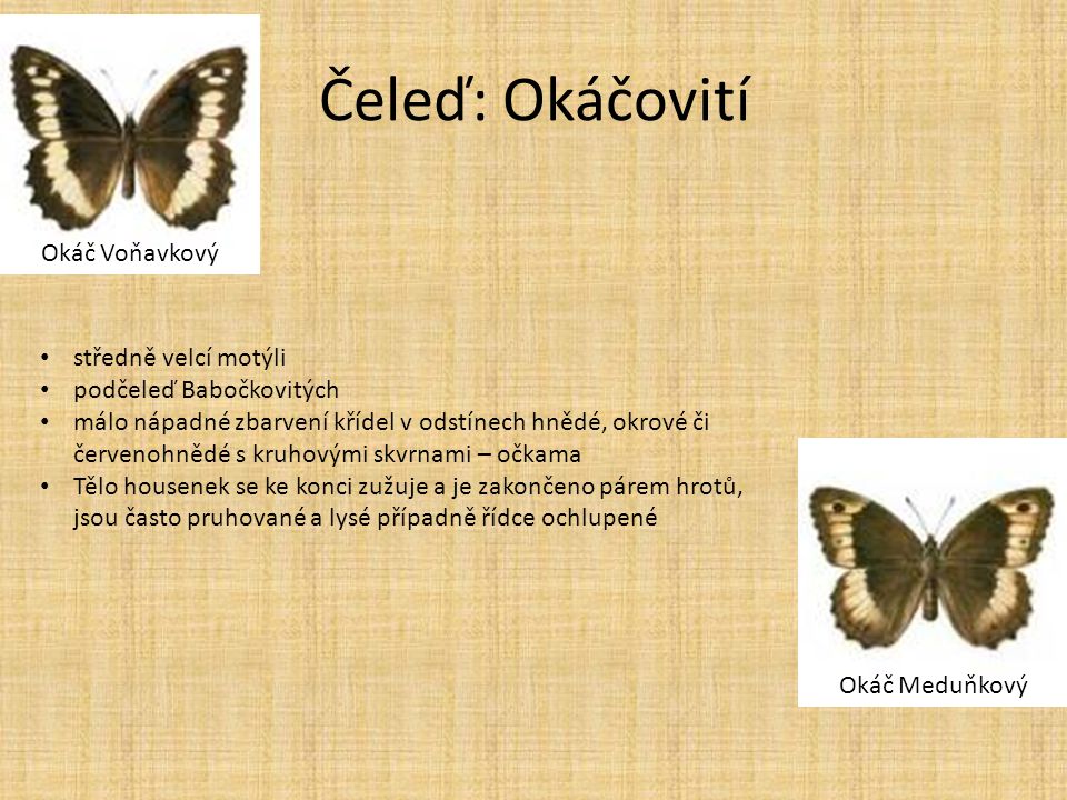 Čeleď: Okáčovití Okáč Voňavkový středně velcí motýli