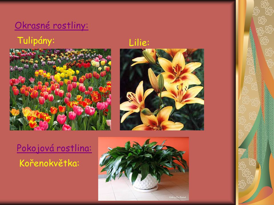Okrasné rostliny: Tulipány: Lilie: Pokojová rostlina: Kořenokvětka: