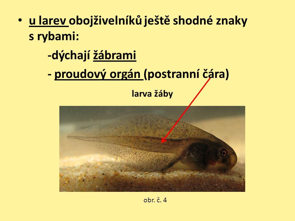 u larev obojživelníků ještě shodné znaky s rybami: -dýchají žábrami