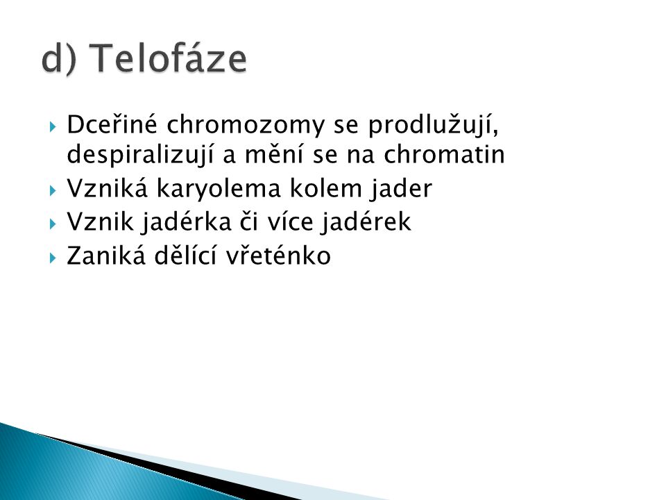 d) Telofáze Dceřiné chromozomy se prodlužují, despiralizují a mění se na chromatin. Vzniká karyolema kolem jader.