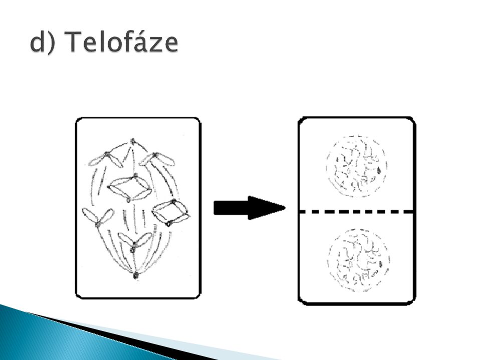 d) Telofáze