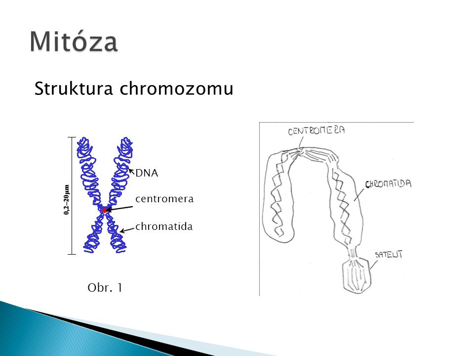 Mitóza Struktura chromozomu DNA centromera chromatida Obr. 1