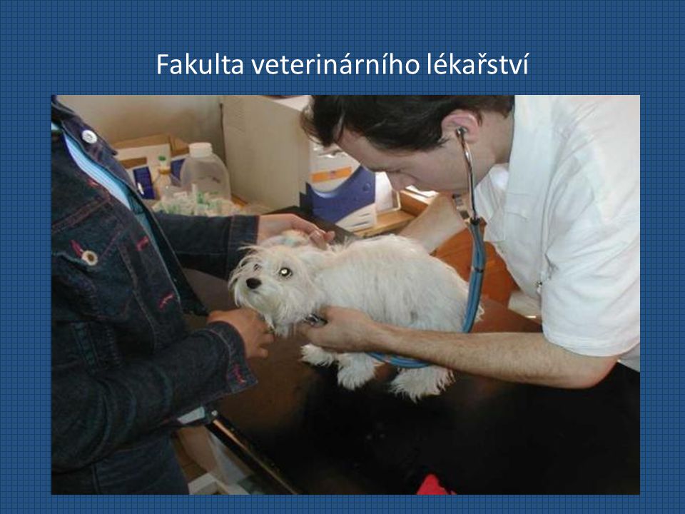 Fakulta veterinárního lékařství