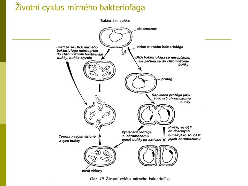 Životní cyklus mírného bakteriofága