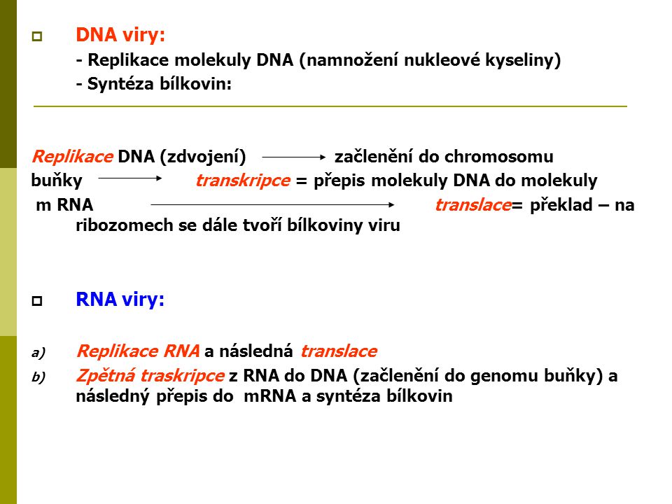 DNA viry: - Replikace molekuly DNA (namnožení nukleové kyseliny) - Syntéza bílkovin:
