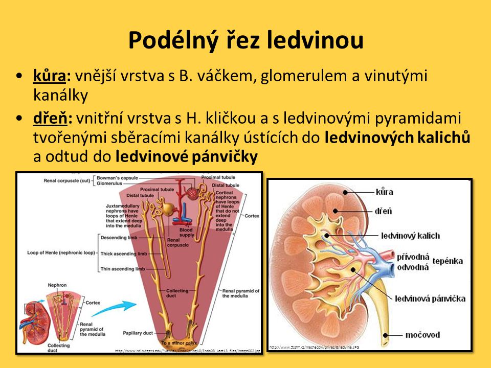 Podélný řez ledvinou kůra: vnější vrstva s B. váčkem, glomerulem a vinutými kanálky.