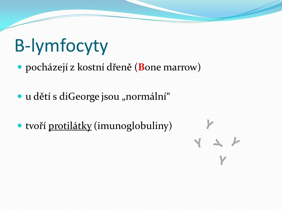 B-lymfocyty Y Y Y Y Y pocházejí z kostní dřeně (Bone marrow)