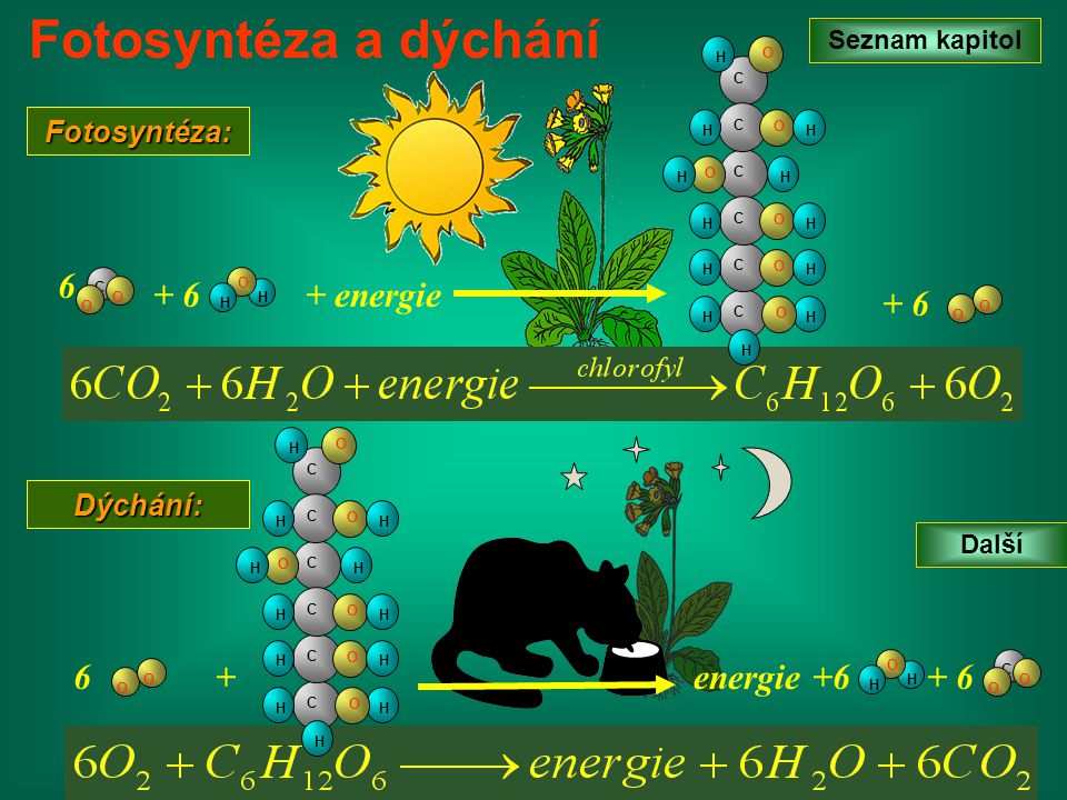 Fotosyntéza a dýchání energie energie