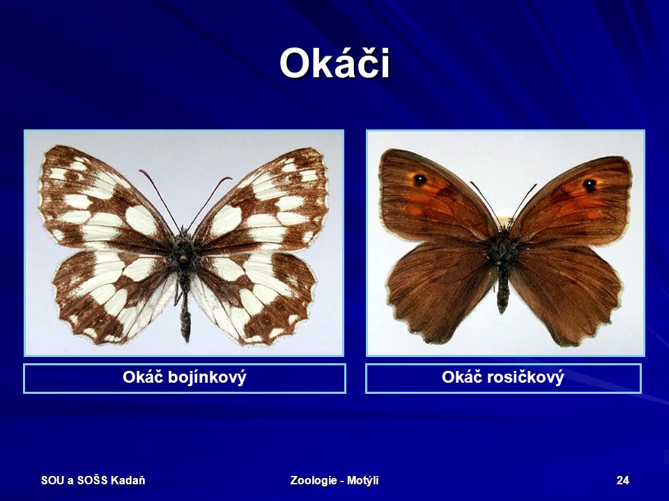 Okáči Okáč bojínkový Okáč rosičkový SOU a SOŠS Kadaň Zoologie - Motýli
