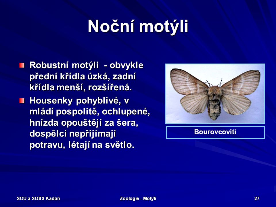 Noční motýli Robustní motýli - obvykle přední křídla úzká, zadní křídla menší, rozšířená.