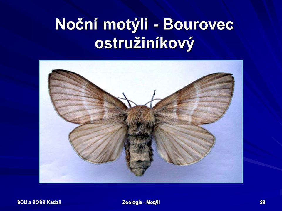 Noční motýli - Bourovec ostružiníkový