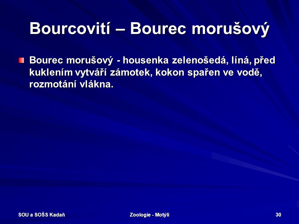 Bourcovití – Bourec morušový