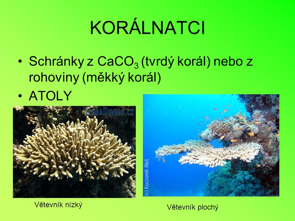 KORÁLNATCI Schránky z CaCO3 (tvrdý korál) nebo z rohoviny (měkký korál) ATOLY.