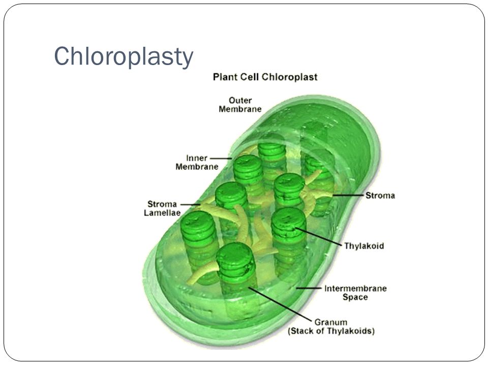 Chloroplasty