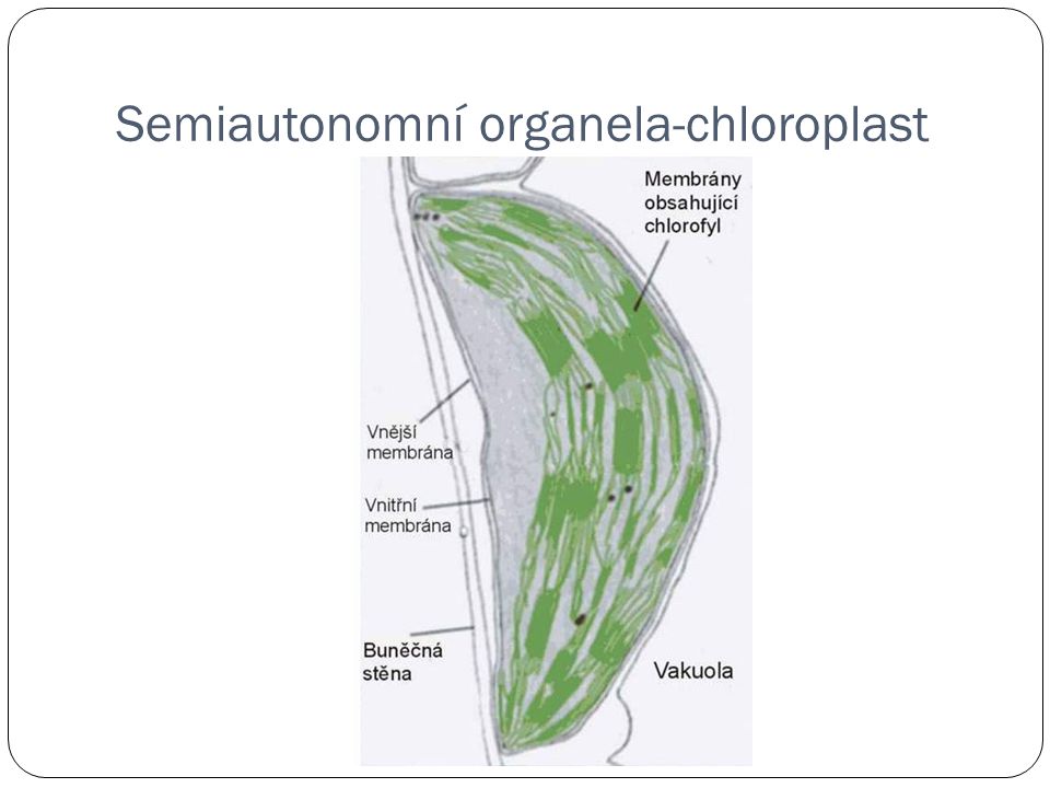 Semiautonomní organela-chloroplast