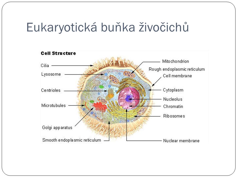 Eukaryotická buňka živočichů