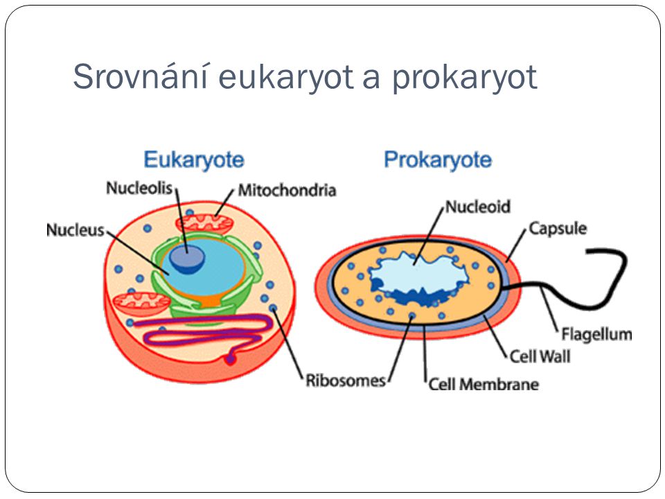 Srovnání eukaryot a prokaryot