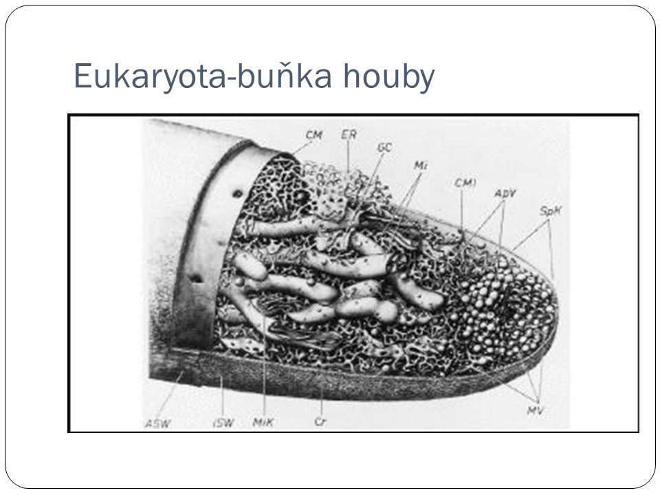 Eukaryota-buňka houby