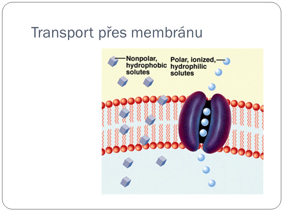 Transport přes membránu