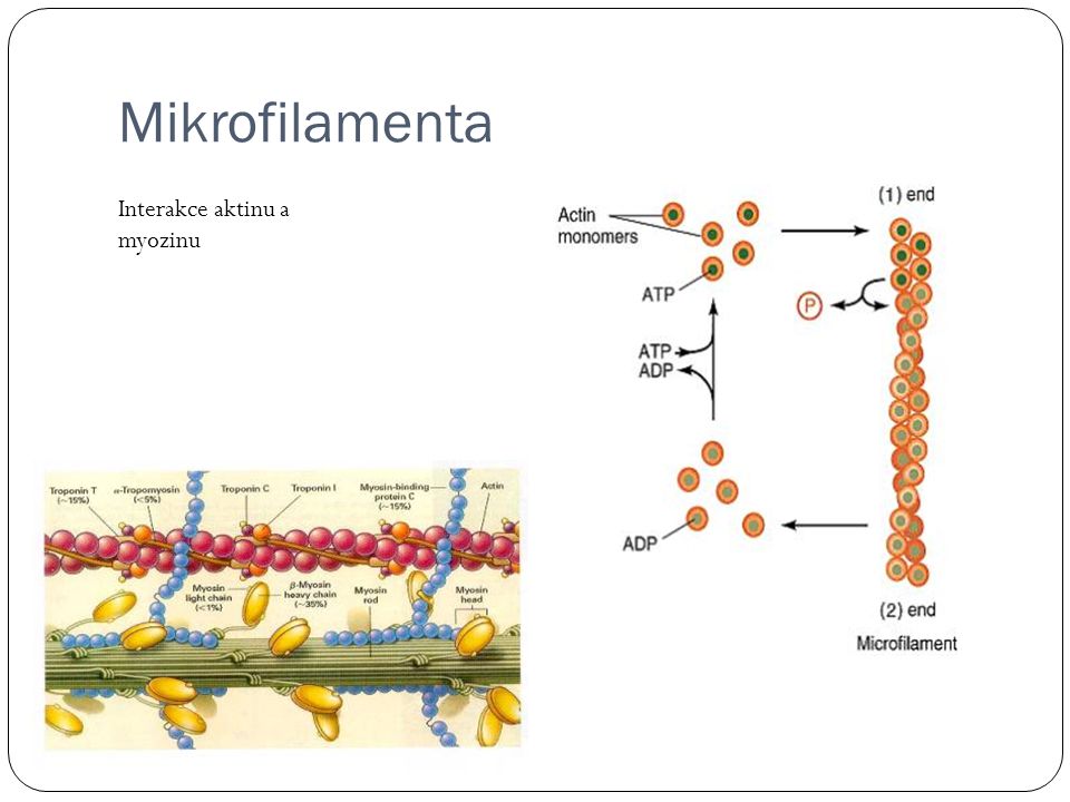 Mikrofilamenta Interakce aktinu a myozinu