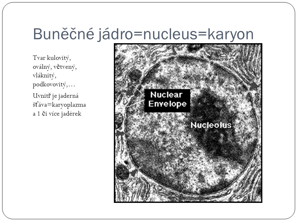Buněčné jádro=nucleus=karyon