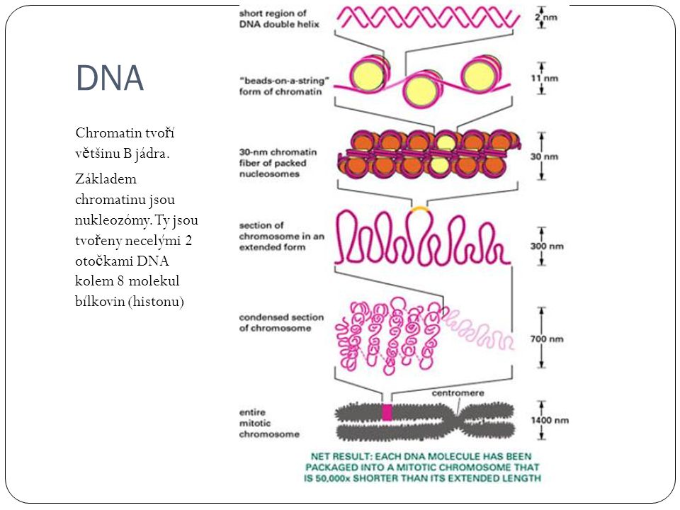 DNA Chromatin tvoří většinu B jádra.
