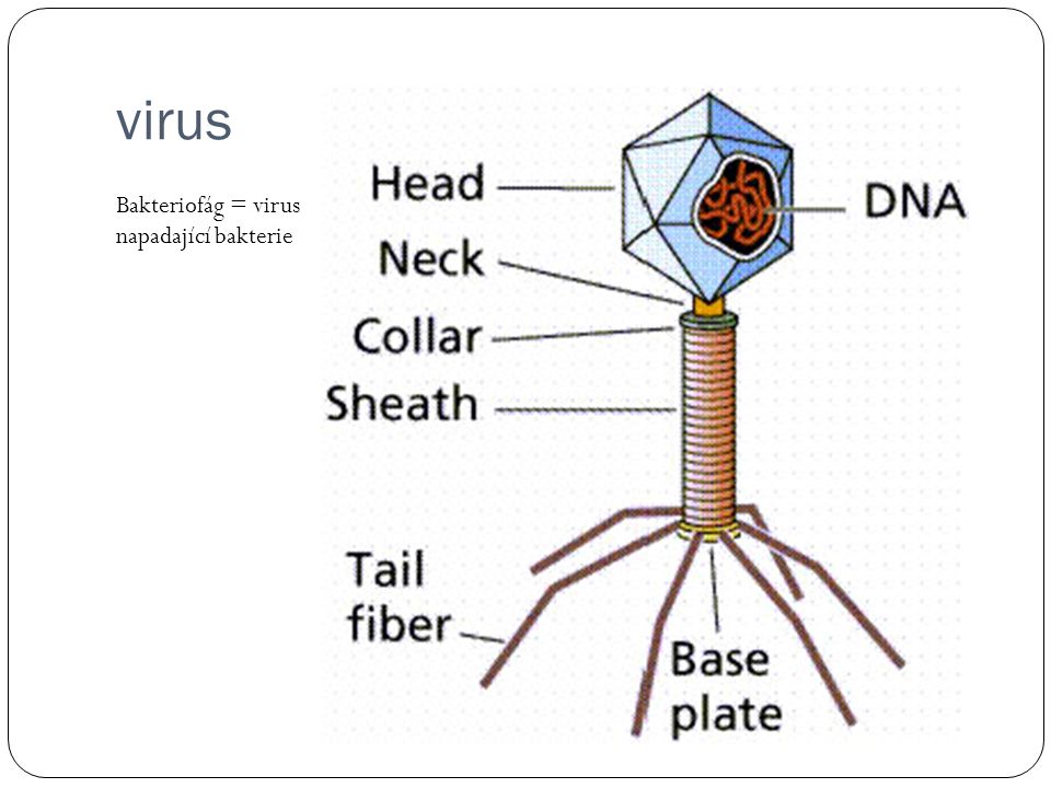 virus Bakteriofág = virus napadající bakterie