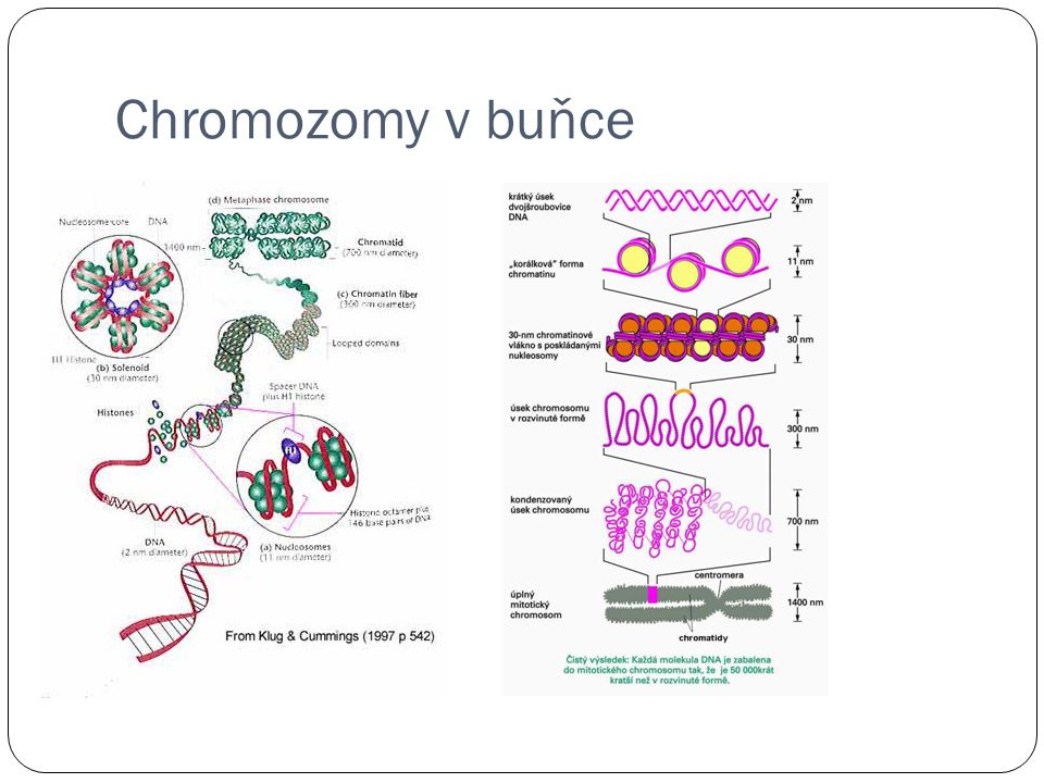 Chromozomy v buňce