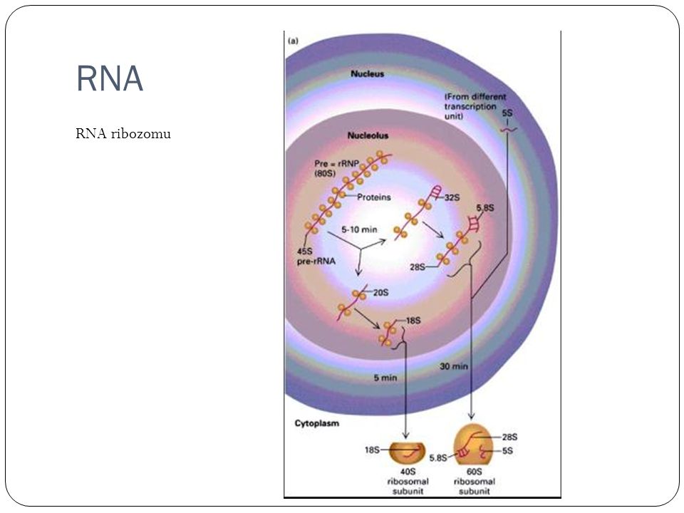 RNA RNA ribozomu