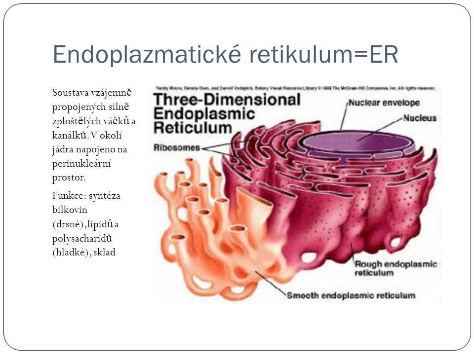 Endoplazmatické retikulum=ER