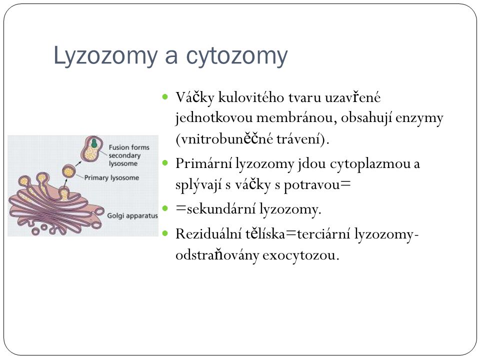 Lyzozomy a cytozomy Váčky kulovitého tvaru uzavřené jednotkovou membránou, obsahují enzymy (vnitrobuněčné trávení).