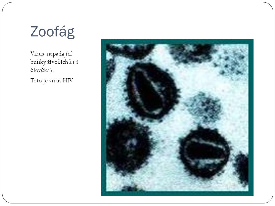 Zoofág Virus napadající buňky živočichů ( i člověka).