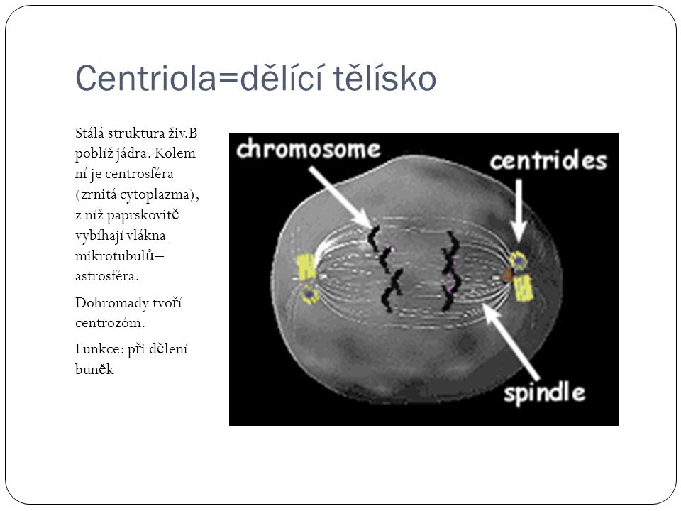 Centriola=dělící tělísko