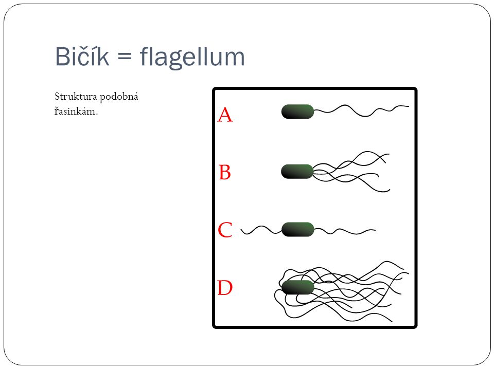 Bičík = flagellum Struktura podobná řasinkám.