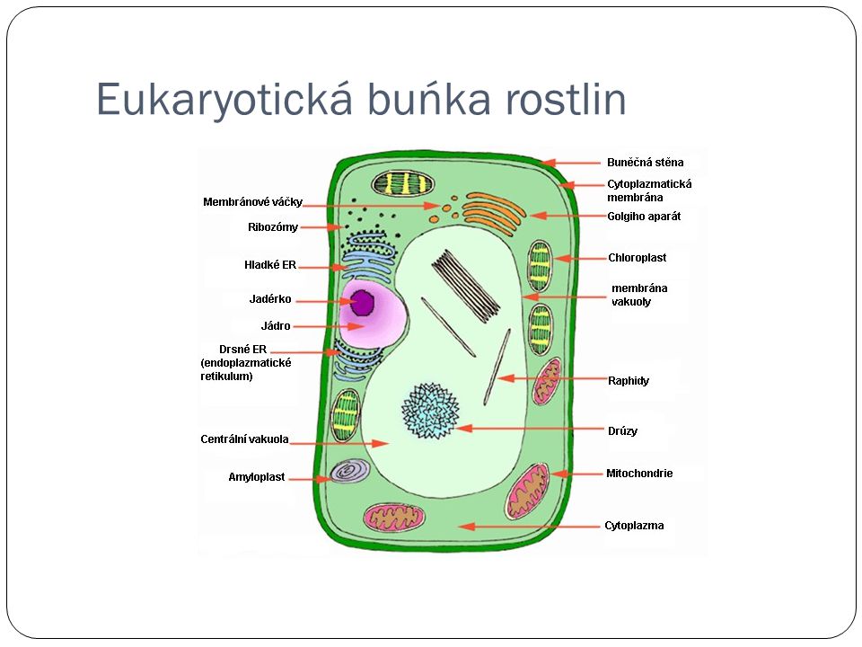 Eukaryotická buńka rostlin