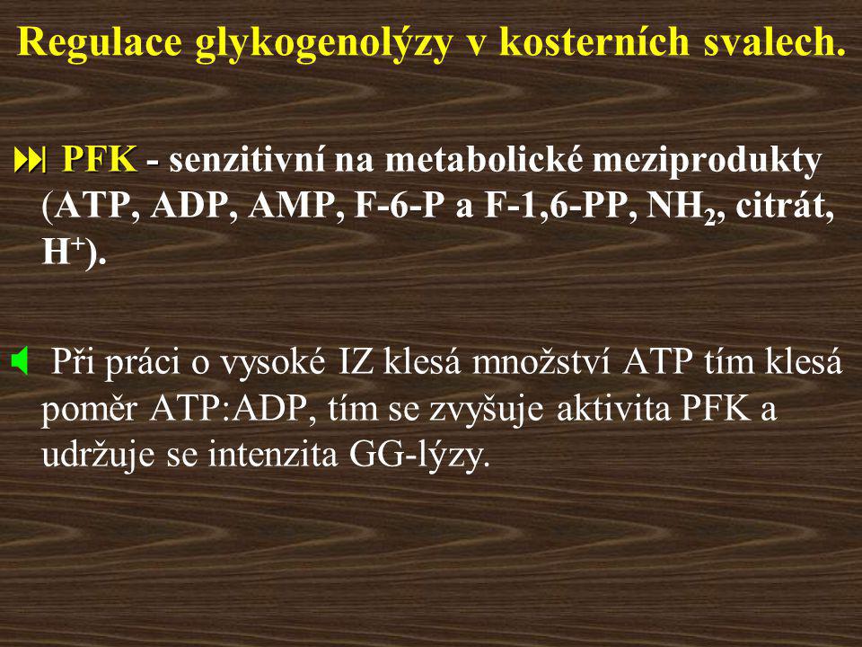 Regulace glykogenolýzy v kosterních svalech.