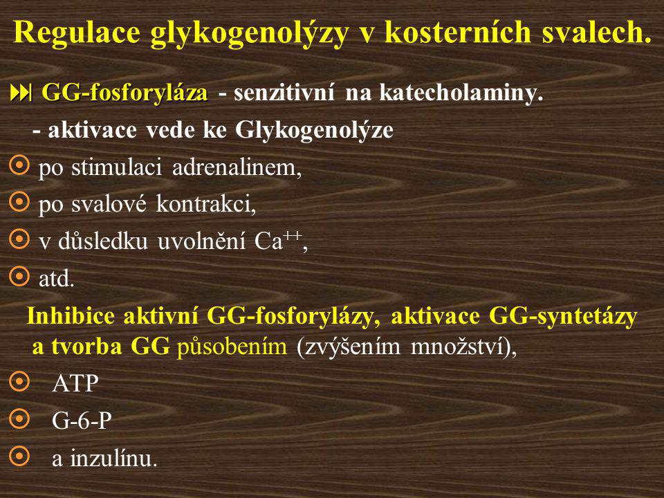 Regulace glykogenolýzy v kosterních svalech.