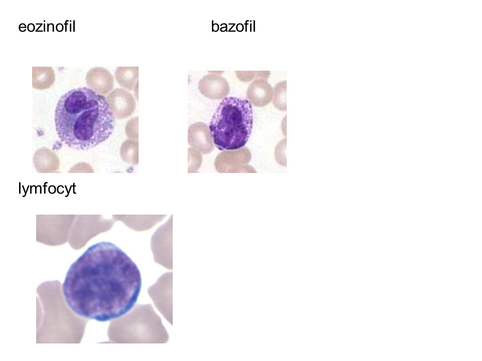 eozinofil bazofil lymfocyt