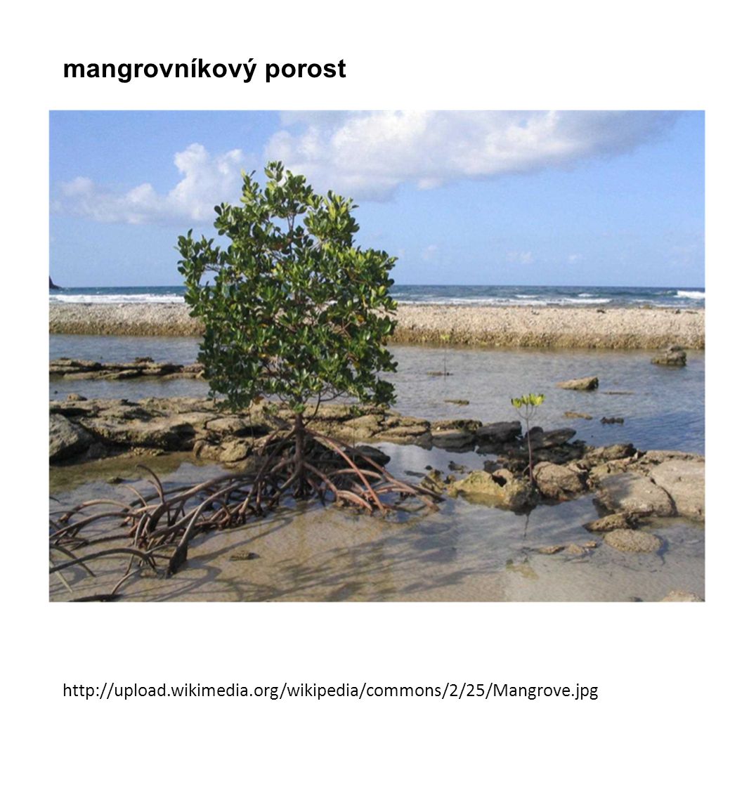 mangrovníkový porost
