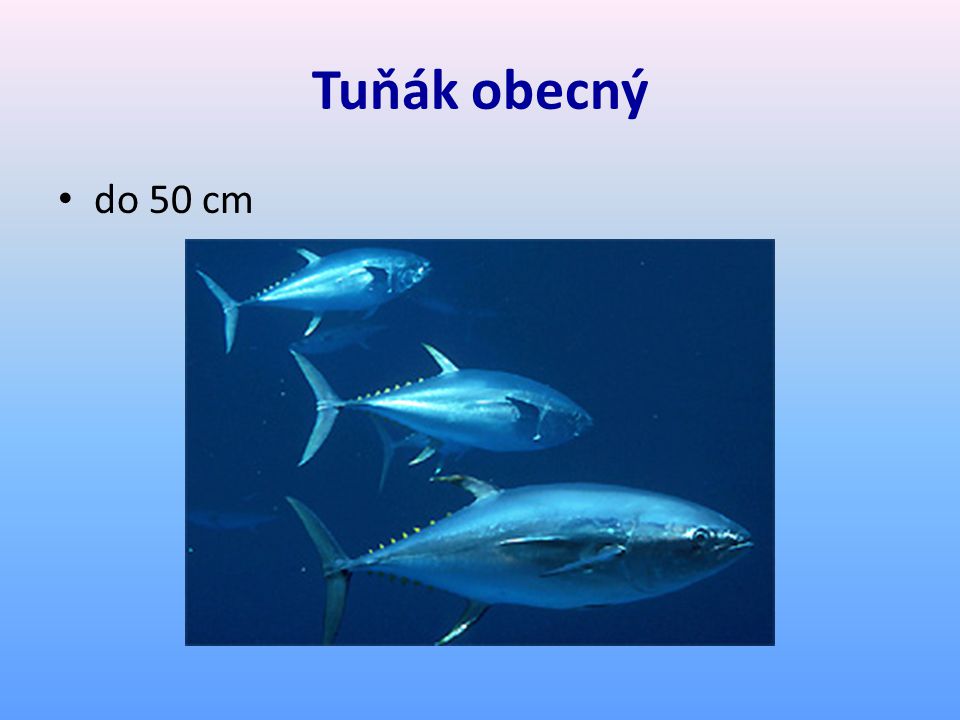 Tuňák obecný do 50 cm
