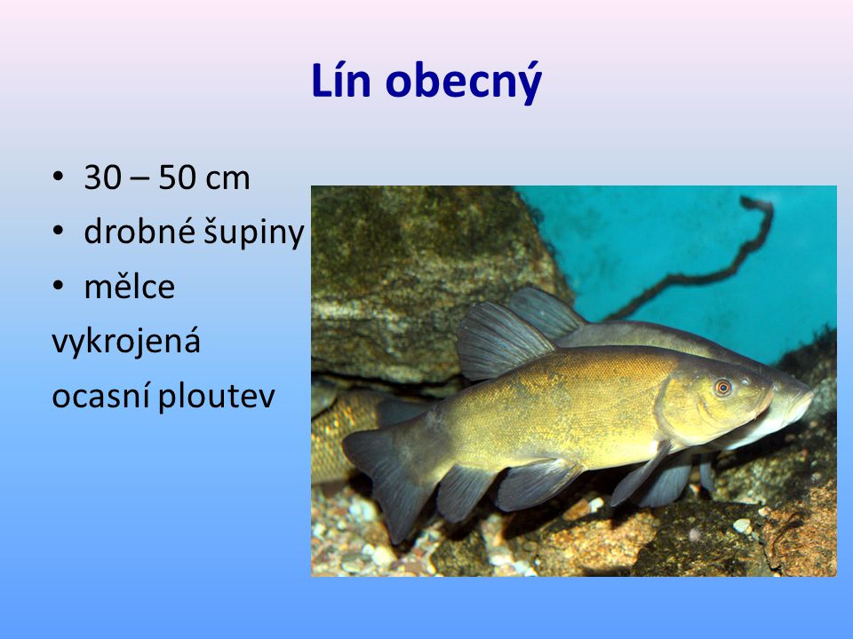 Lín obecný 30 – 50 cm drobné šupiny mělce vykrojená ocasní ploutev