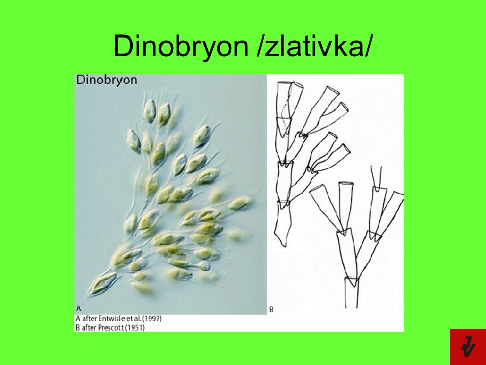 Dinobryon /zlativka/