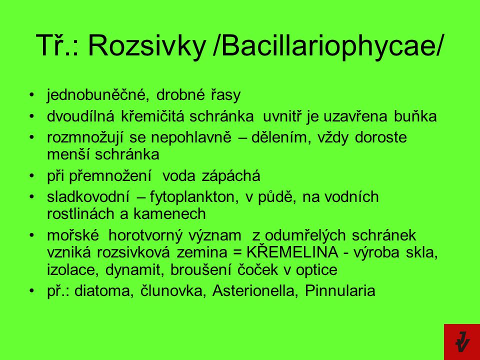 Tř.: Rozsivky /Bacillariophycae/