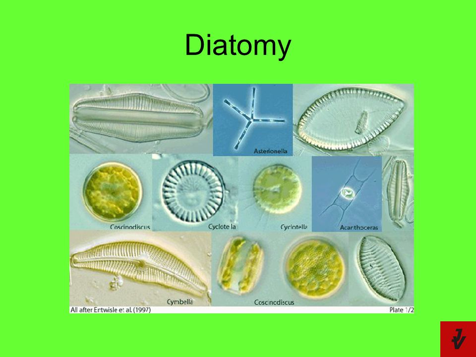 Diatomy
